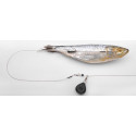 Przypon żywcowy Spro Rtg Deadbait Bottom 50cm / 12kg Przypon żywcowy Spro Rtg Deadbait Bottom 50cm / 12kg