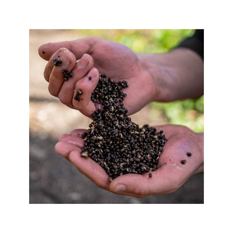 Ziarna w zalewie - Oily Hemp 2,5 l NASH