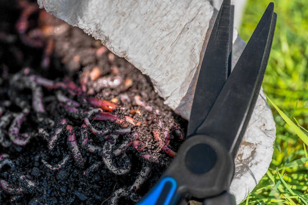 nozyczki-do-robakow-worm-scissors-preston nozyczki-do-robakow-worm-scissors-preston