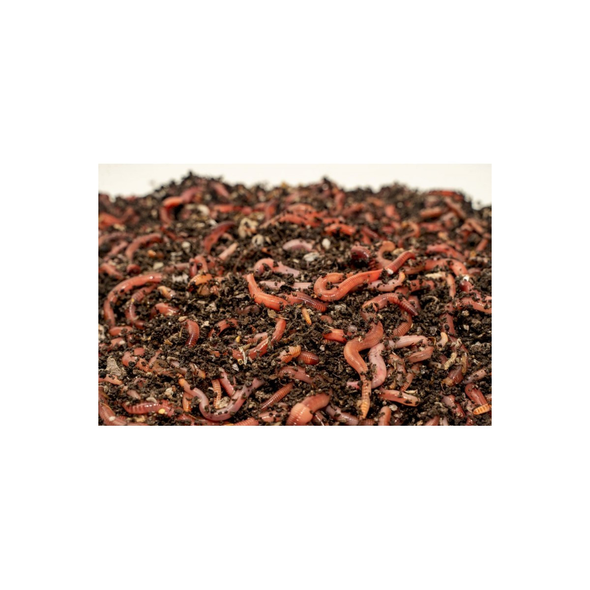 dendrobena-mix-0-5-kg-liwi