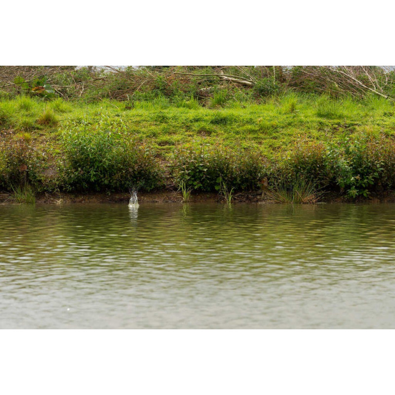 Koszyk ICS In-Line Dura Flat Method Feeder - Medium P0040109 Preston