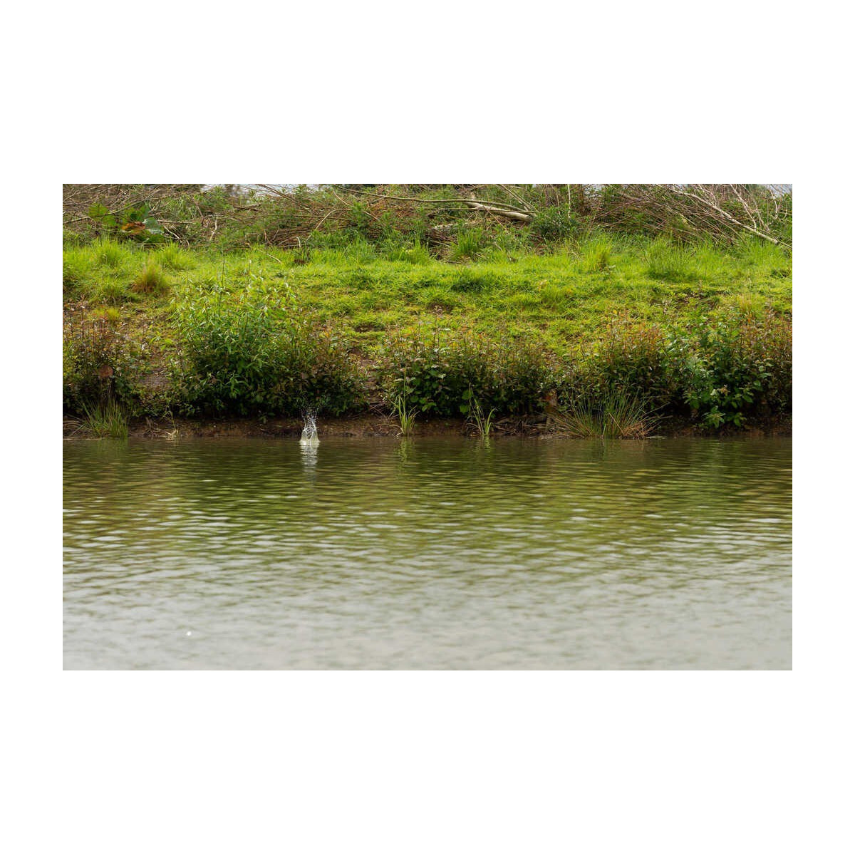 koszyk-ics-in-line-dura-flat-method-feeder-medium-preston koszyk-ics-in-line-dura-flat-method-feeder-medium-preston