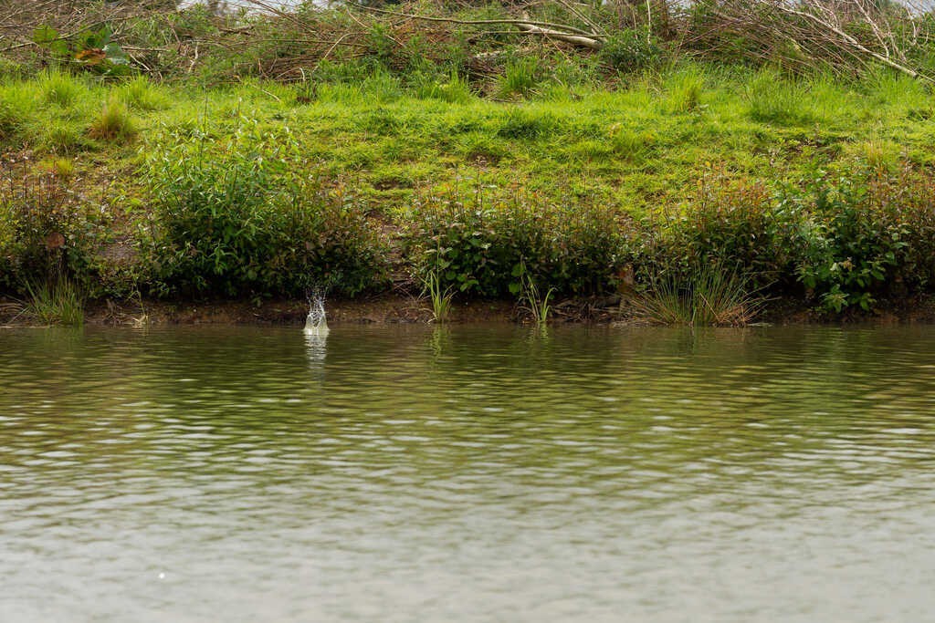 koszyk-ics-in-line-dura-flat-method-feeder-medium-preston koszyk-ics-in-line-dura-flat-method-feeder-medium-preston