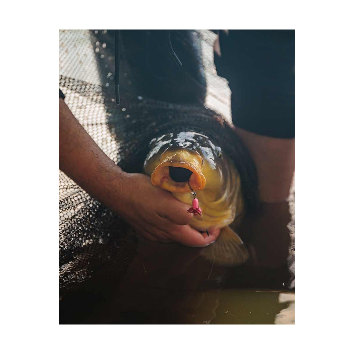 przypony-karpiowe-carp-ready-rigs-fluoro-d-rig-fox