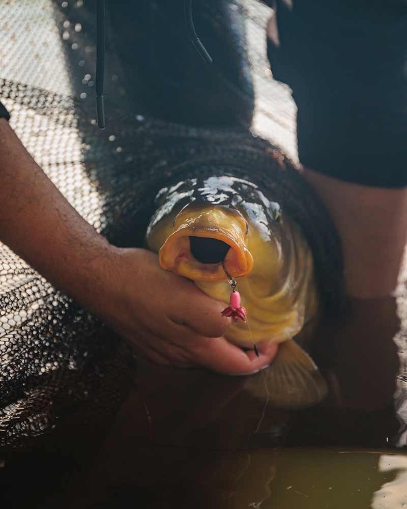 przypony-karpiowe-carp-ready-rigs-fluoro-d-rig-fox przypony-karpiowe-carp-ready-rigs-fluoro-d-rig-fox