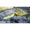 wobler-ferox-lost-lures