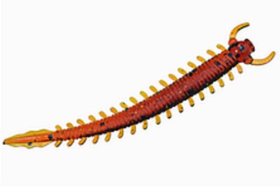 wieloszczet-fishbay wieloszczet-fishbay