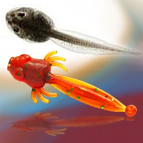 kijanka-micro-2-cm-fishbay kijanka-micro-2-cm-fishbay