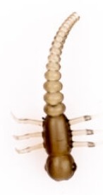 pozycjoner-haczyka-robak-under-carp pozycjoner-haczyka-robak-under-carp