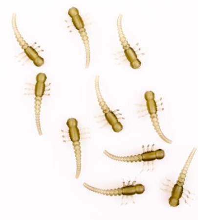 pozycjoner-haczyka-robak-under-carp pozycjoner-haczyka-robak-under-carp