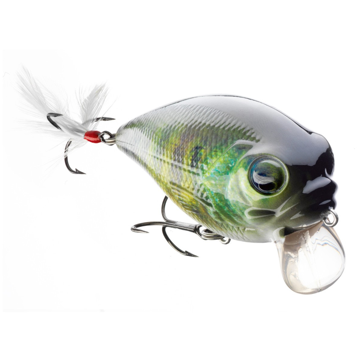 wobler-belly-dog-sr-cormoran