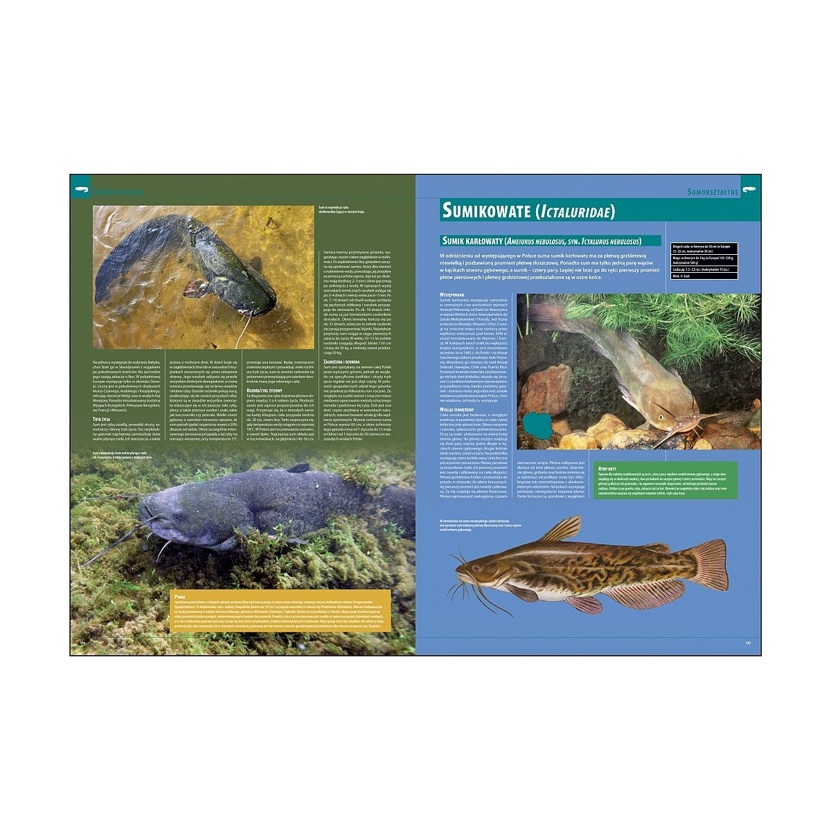 ilustrowana-encyklopedia-ryb-polski-wedkarski-com ilustrowana-encyklopedia-ryb-polski-wedkarski-com