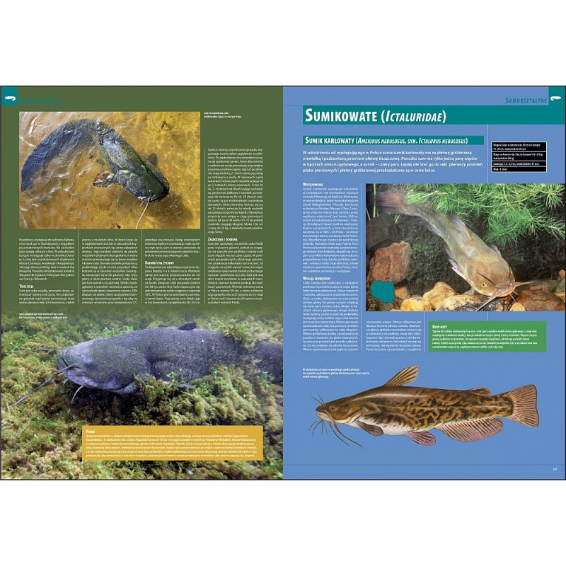 Ilustrowana Encyklopedia Ryb Polski erp Ilustrowana Encyklopedia Ryb Polski erp