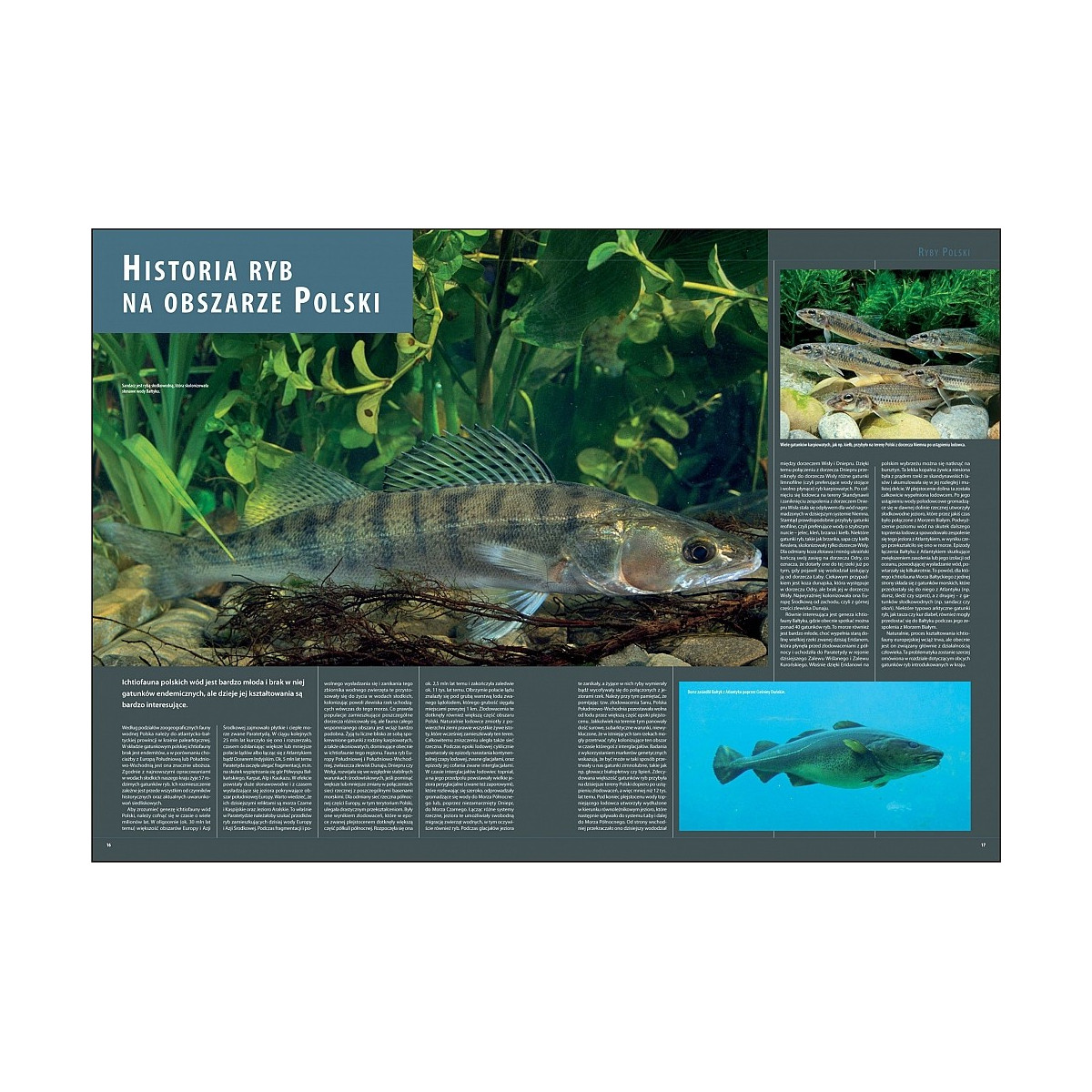 ilustrowana-encyklopedia-ryb-polski-wedkarski-com ilustrowana-encyklopedia-ryb-polski-wedkarski-com