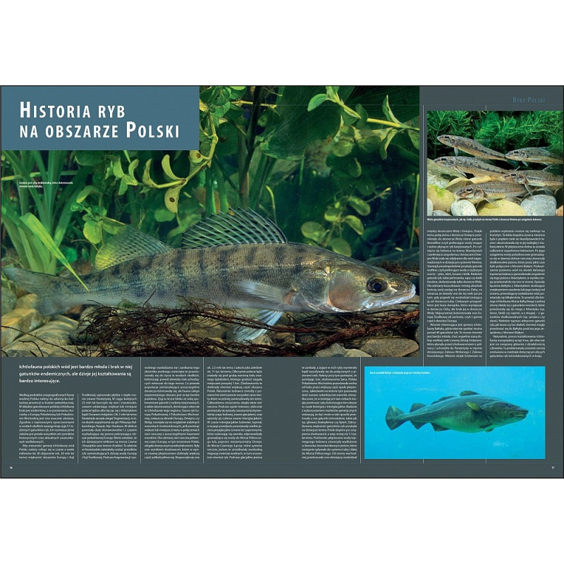 Ilustrowana Encyklopedia Ryb Polski erp Ilustrowana Encyklopedia Ryb Polski erp
