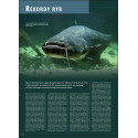 Ilustrowana Encyklopedia Ryb Polski erp Ilustrowana Encyklopedia Ryb Polski erp