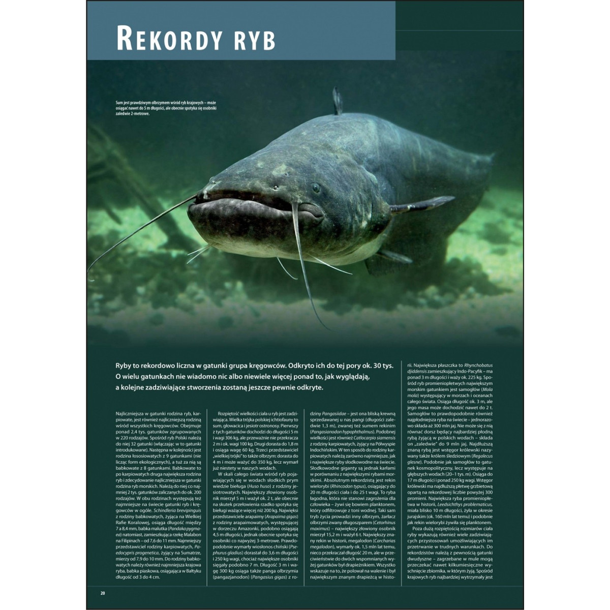 ilustrowana-encyklopedia-ryb-polski-wedkarski-com ilustrowana-encyklopedia-ryb-polski-wedkarski-com