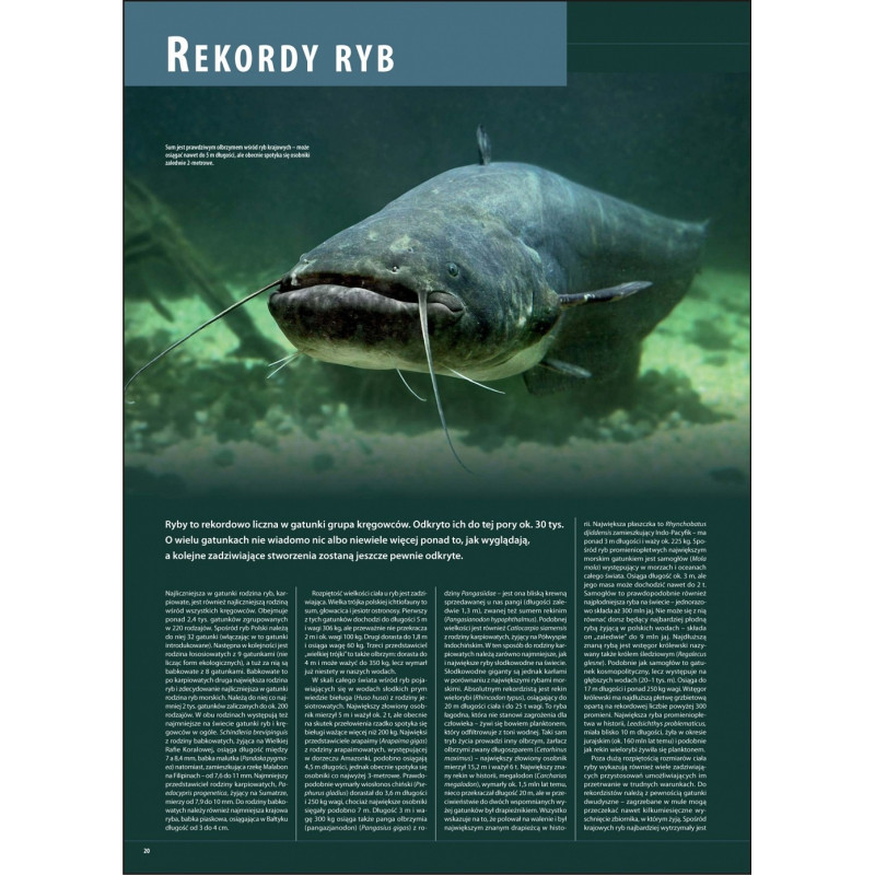 Ilustrowana Encyklopedia Ryb Polski erp Ilustrowana Encyklopedia Ryb Polski erp