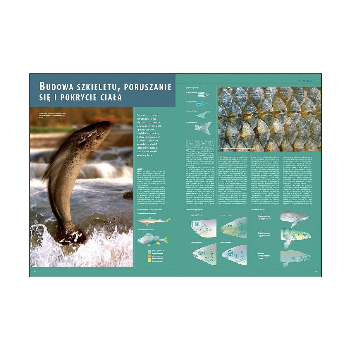 ilustrowana-encyklopedia-ryb-polski-wedkarski-com ilustrowana-encyklopedia-ryb-polski-wedkarski-com