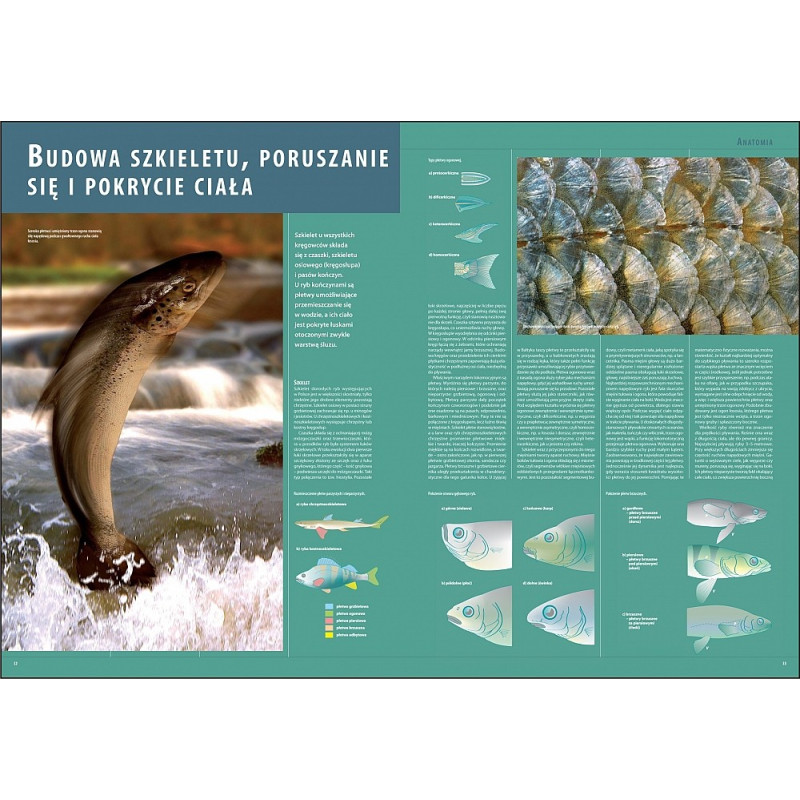 Ilustrowana Encyklopedia Ryb Polski erp Ilustrowana Encyklopedia Ryb Polski erp