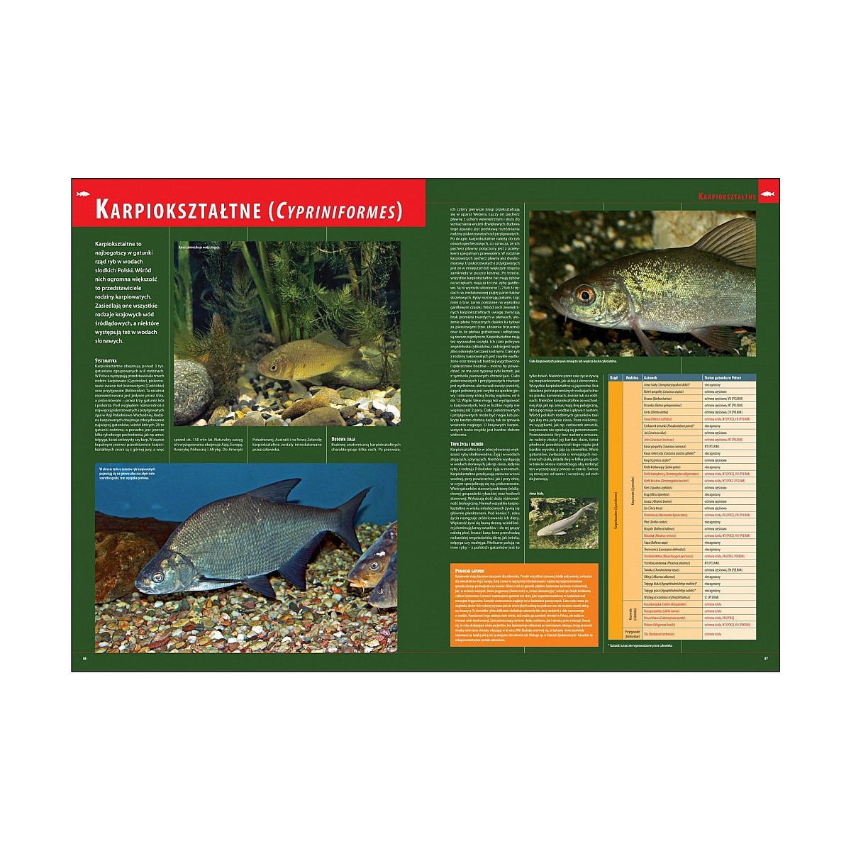 ilustrowana-encyklopedia-ryb-polski-wedkarski-com ilustrowana-encyklopedia-ryb-polski-wedkarski-com