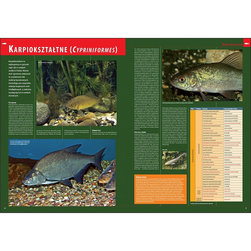 Ilustrowana Encyklopedia Ryb Polski erp Ilustrowana Encyklopedia Ryb Polski erp