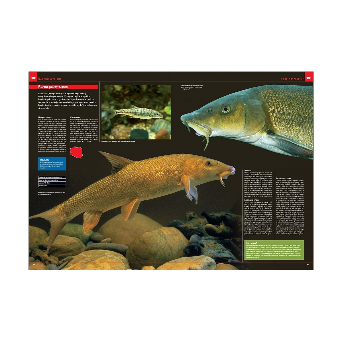 ilustrowana-encyklopedia-ryb-polski-wedkarski-com ilustrowana-encyklopedia-ryb-polski-wedkarski-com