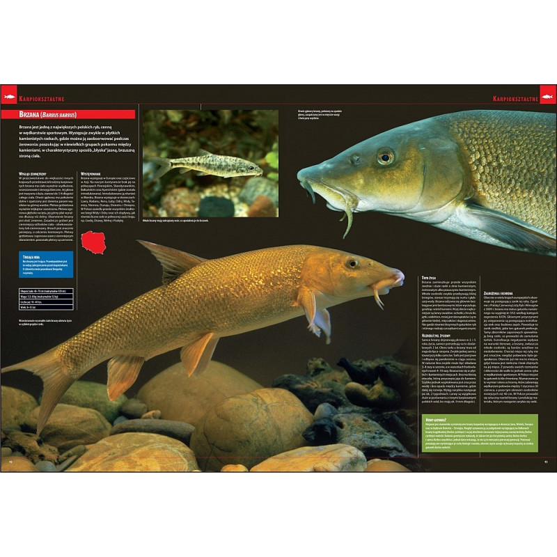 Ilustrowana Encyklopedia Ryb Polski erp Ilustrowana Encyklopedia Ryb Polski erp