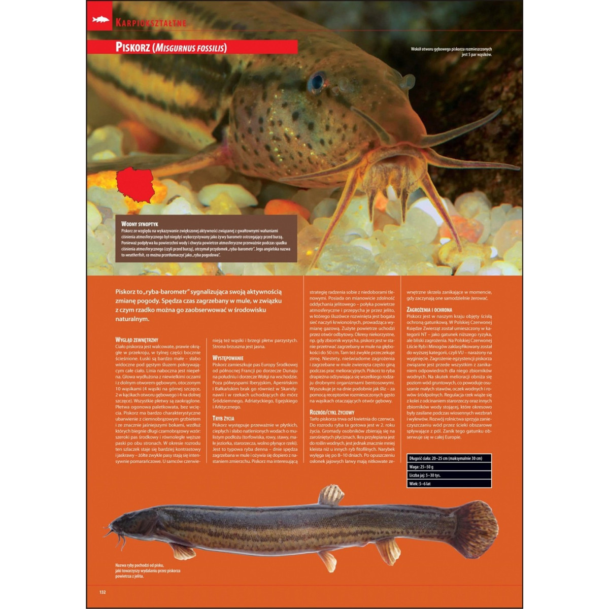 ilustrowana-encyklopedia-ryb-polski-wedkarski-com ilustrowana-encyklopedia-ryb-polski-wedkarski-com