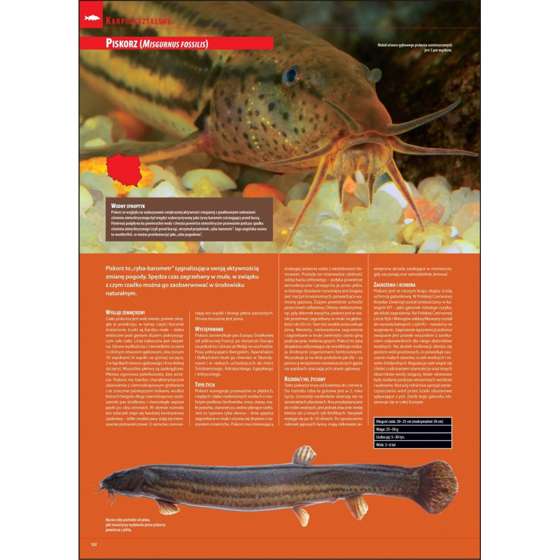 Ilustrowana Encyklopedia Ryb Polski erp Ilustrowana Encyklopedia Ryb Polski erp