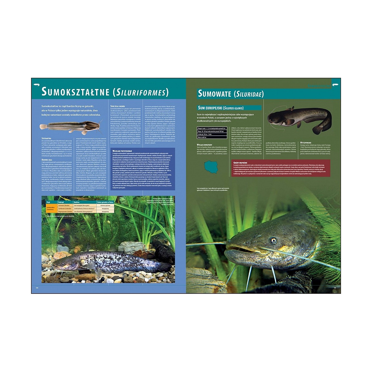 ilustrowana-encyklopedia-ryb-polski-wedkarski-com ilustrowana-encyklopedia-ryb-polski-wedkarski-com