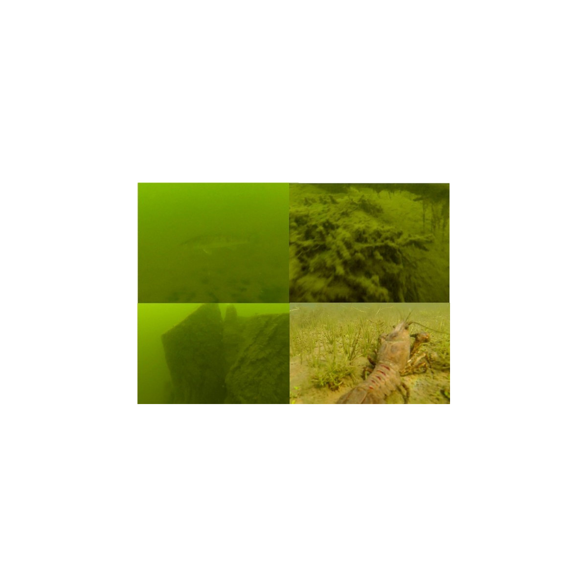 kamera-podwodna-uv-akcesoria-savage-gear kamera-podwodna-uv-akcesoria-savage-gear