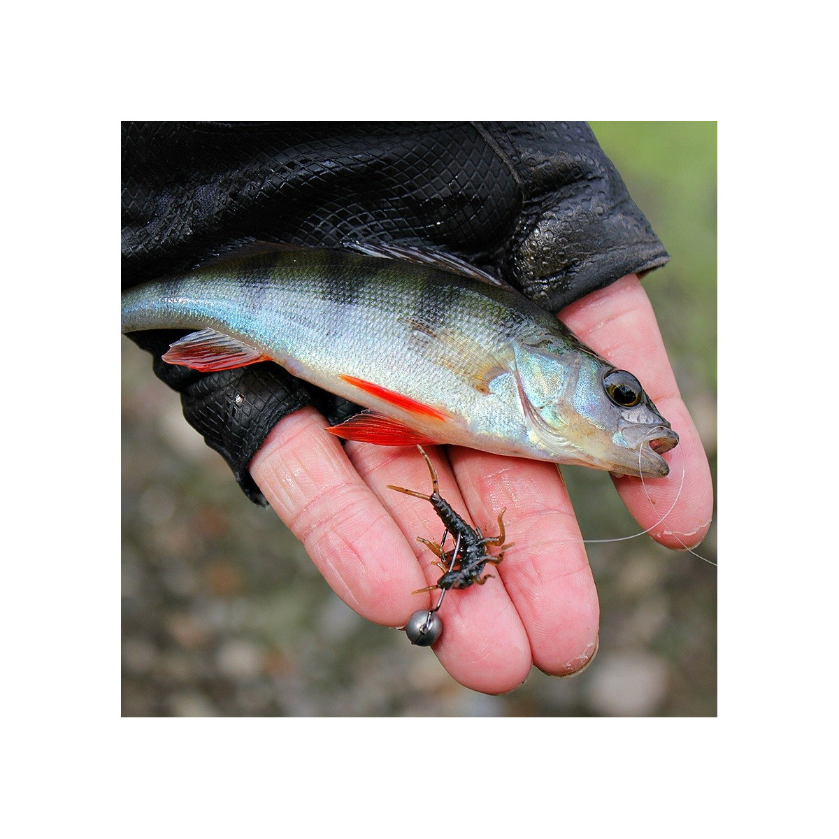 robak-stonefly-fishup robak-stonefly-fishup