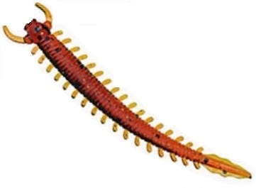 wieloszczet-fishbay wieloszczet-fishbay