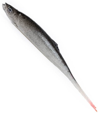 przyneta-ukleja-vertical-21-cm-alpha-real-fish przyneta-ukleja-vertical-21-cm-alpha-real-fish