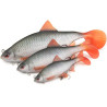 przyneta-ultra-realistic-roach-replicant-foxrage