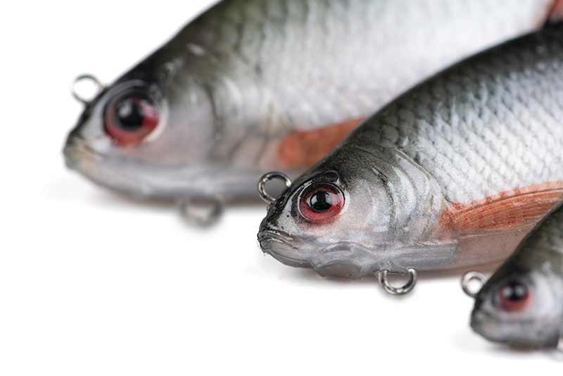 przyneta-ultra-realistic-roach-replicant-foxrage przyneta-ultra-realistic-roach-replicant-foxrage