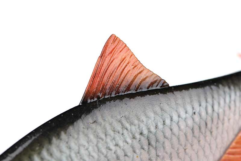 przyneta-ultra-realistic-roach-replicant-foxrage przyneta-ultra-realistic-roach-replicant-foxrage