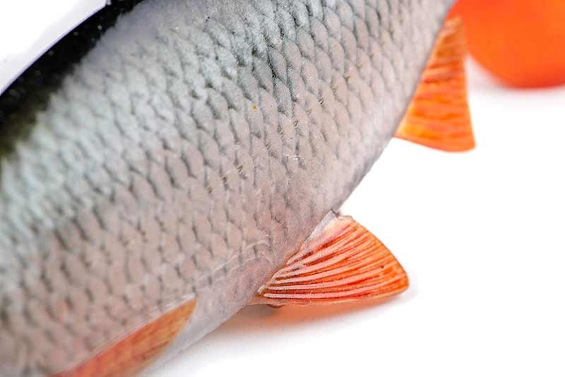 przyneta-ultra-realistic-roach-replicant-foxrage przyneta-ultra-realistic-roach-replicant-foxrage