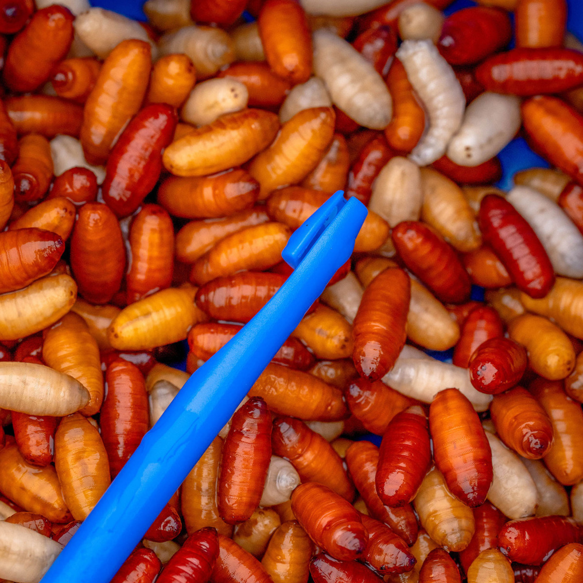 Narzędzie Preston Bander/Disgorger Twin Pack