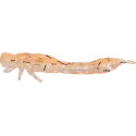 Przynęta Westin Odonata Ned Creaturebait 6.5cm 2g UV Shrimp