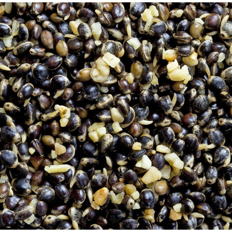 Ziarna konopi 1,5L BaitZone