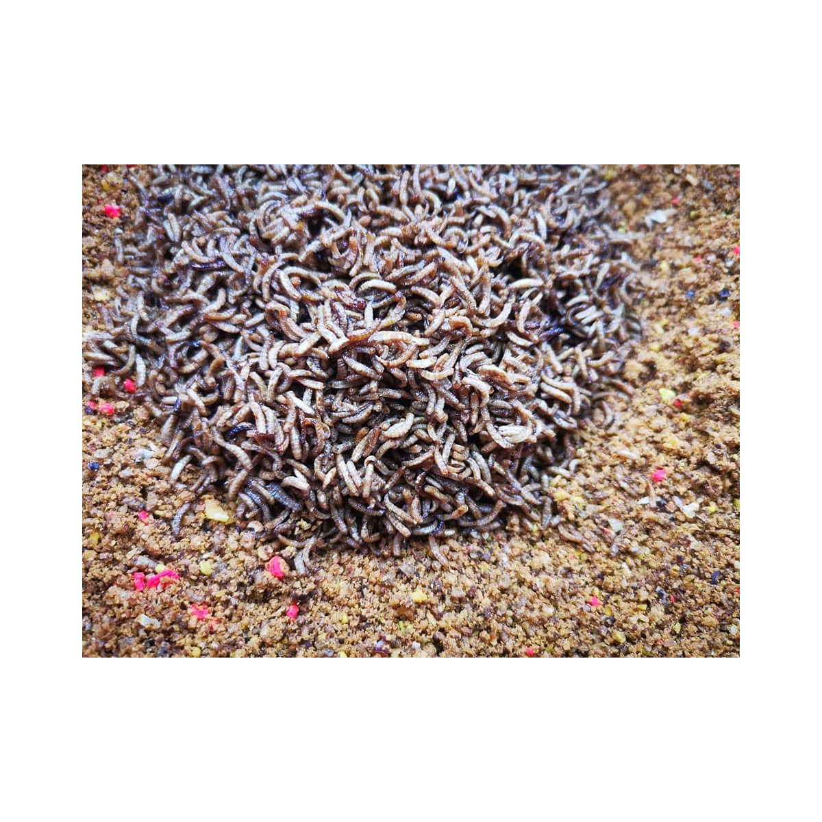 robaki-w-melasie-wedkarski-com robaki-w-melasie-wedkarski-com