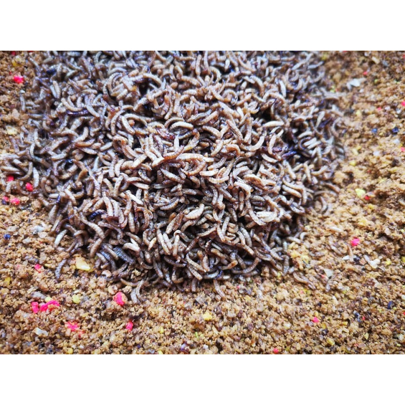 Robaki w melasie Wedkarski.com Robaki w melasie Wedkarski.com