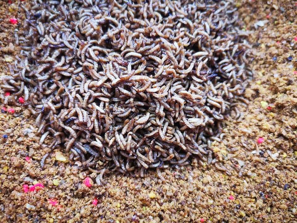 robaki-w-melasie-wedkarski-com robaki-w-melasie-wedkarski-com