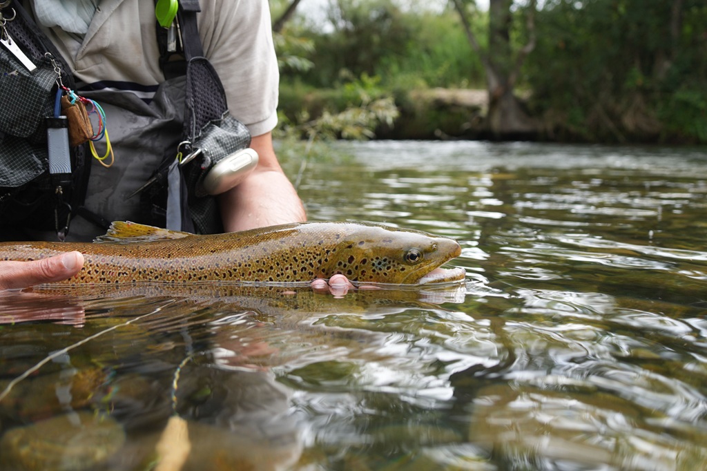 Zasada catch & release – kiedy stosować i jak to robić bezpiecznie?
