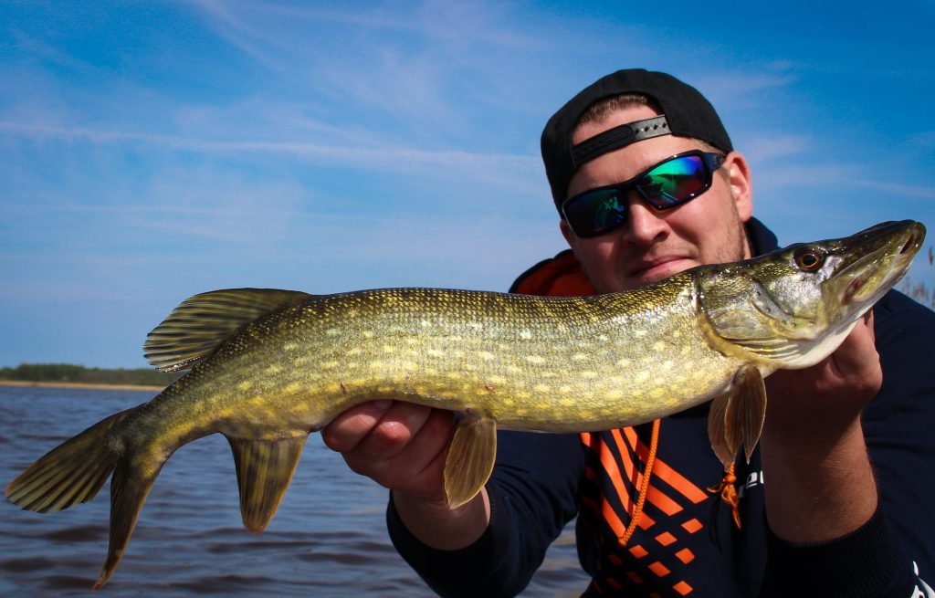 esox