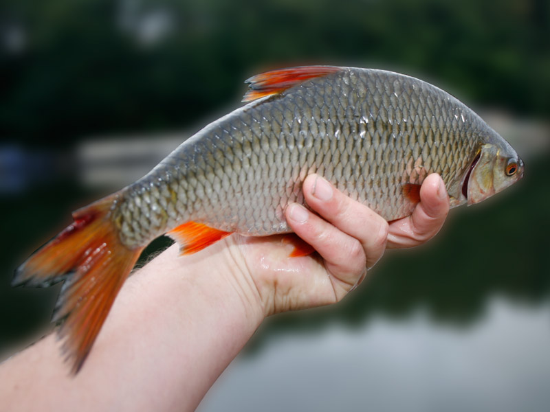 Jezioro Skarlińskie
