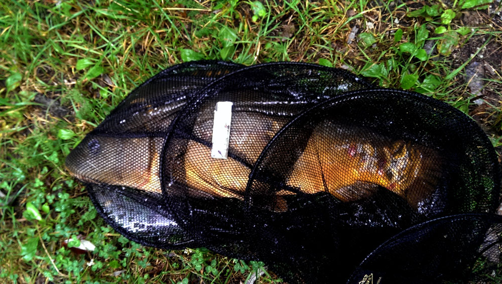 Produkty Adder Carp – recepta na sukces