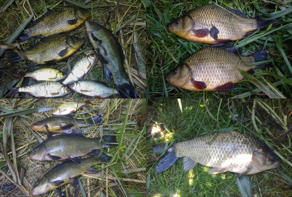 Karasie i liny w czerwcowe wieczory